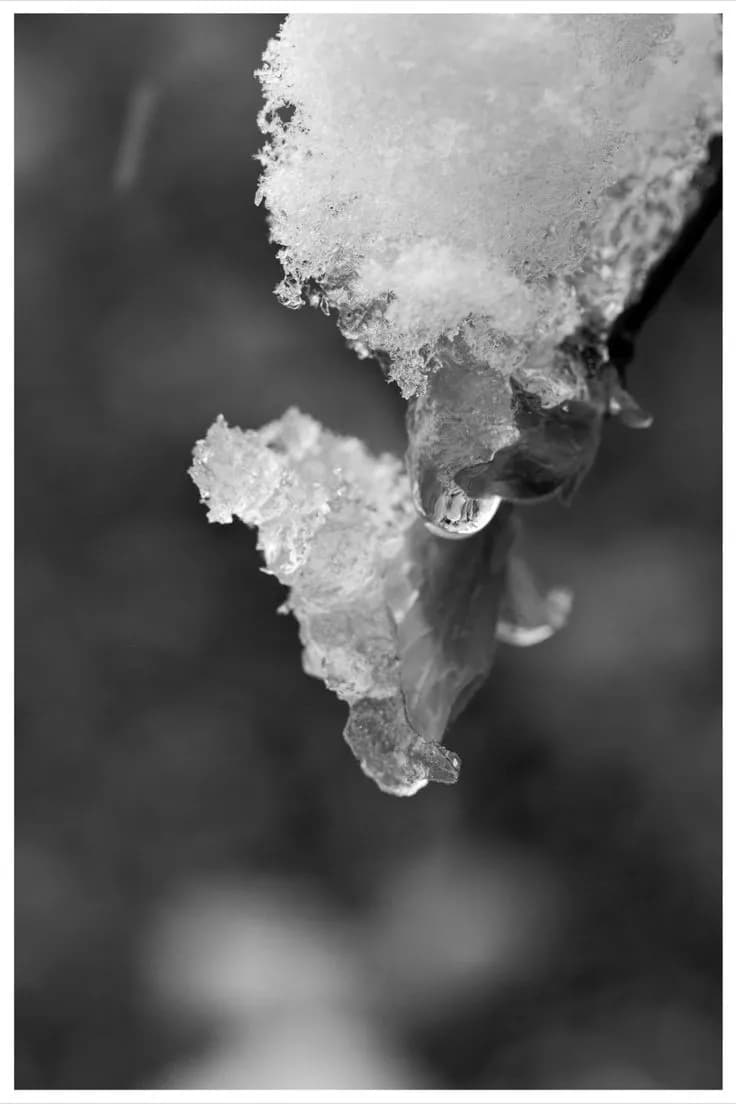 Frozen Elegance: A Black and White Study of Nature's Icy Beauty