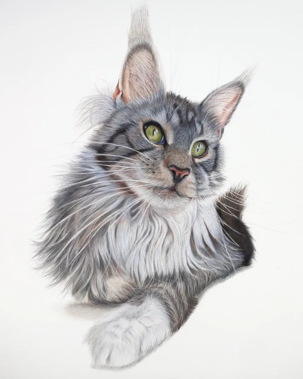 Whiskered Majesty: A Captivating Portrait of a Maine Coon Cat