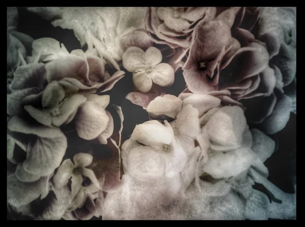 Faded Blossoms