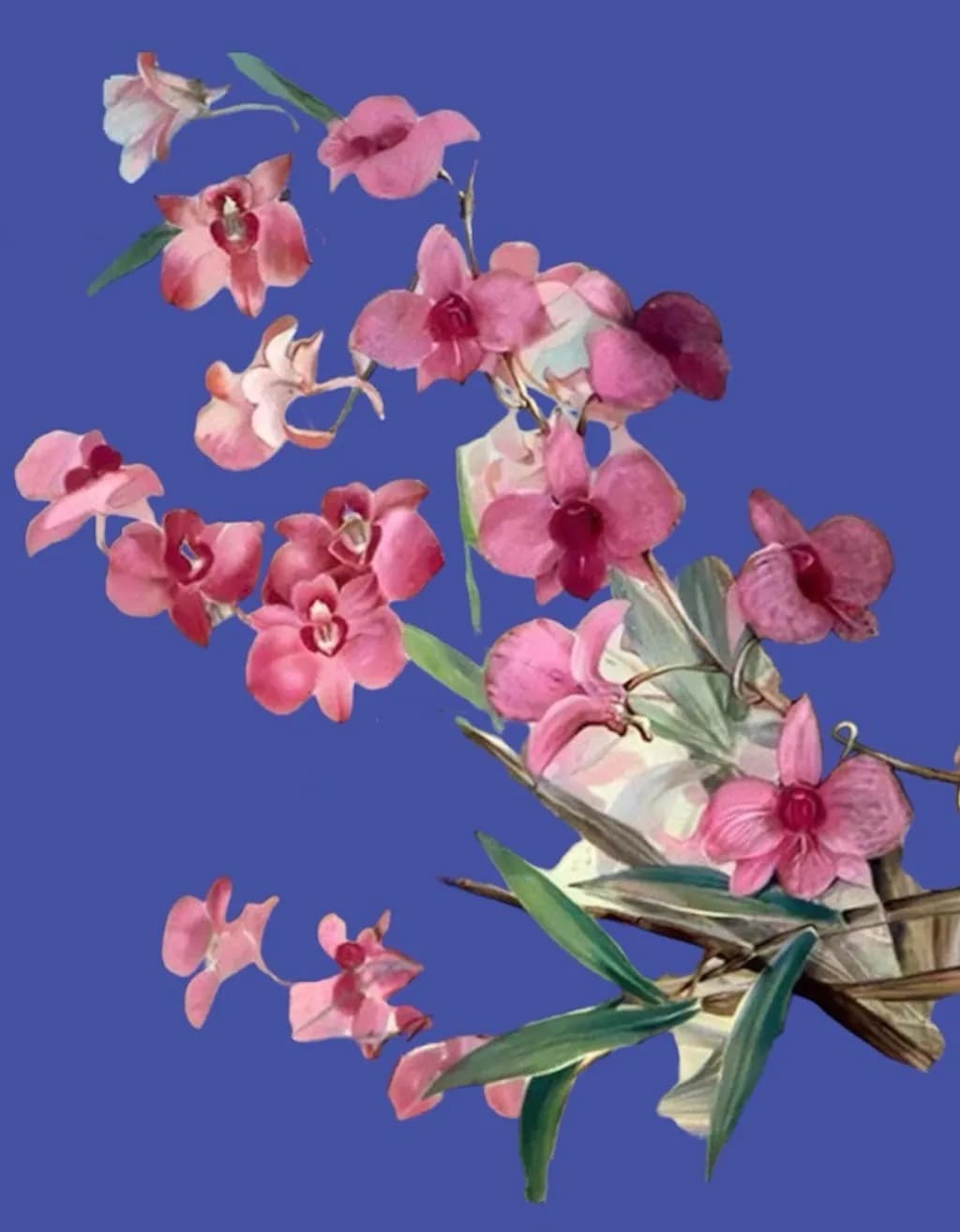 Orchid Elegance