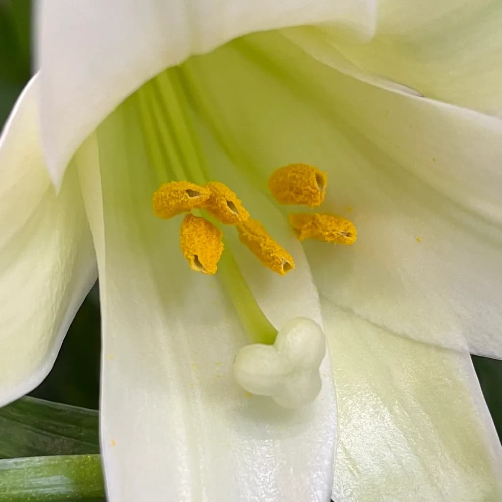Lily Elegance