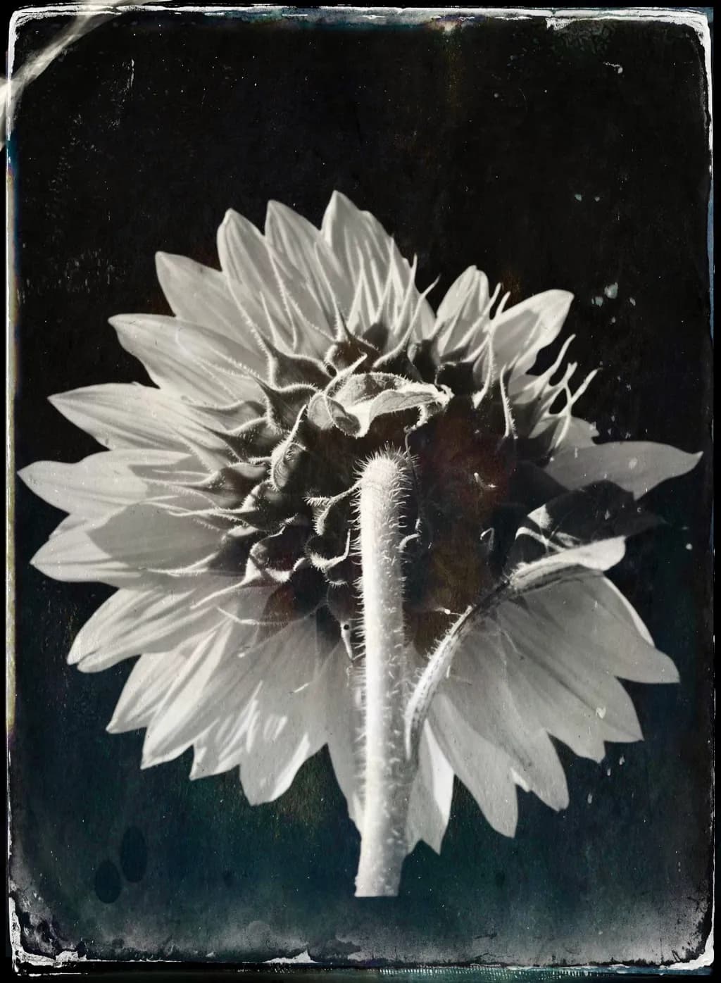 Sunflower Silhouette
