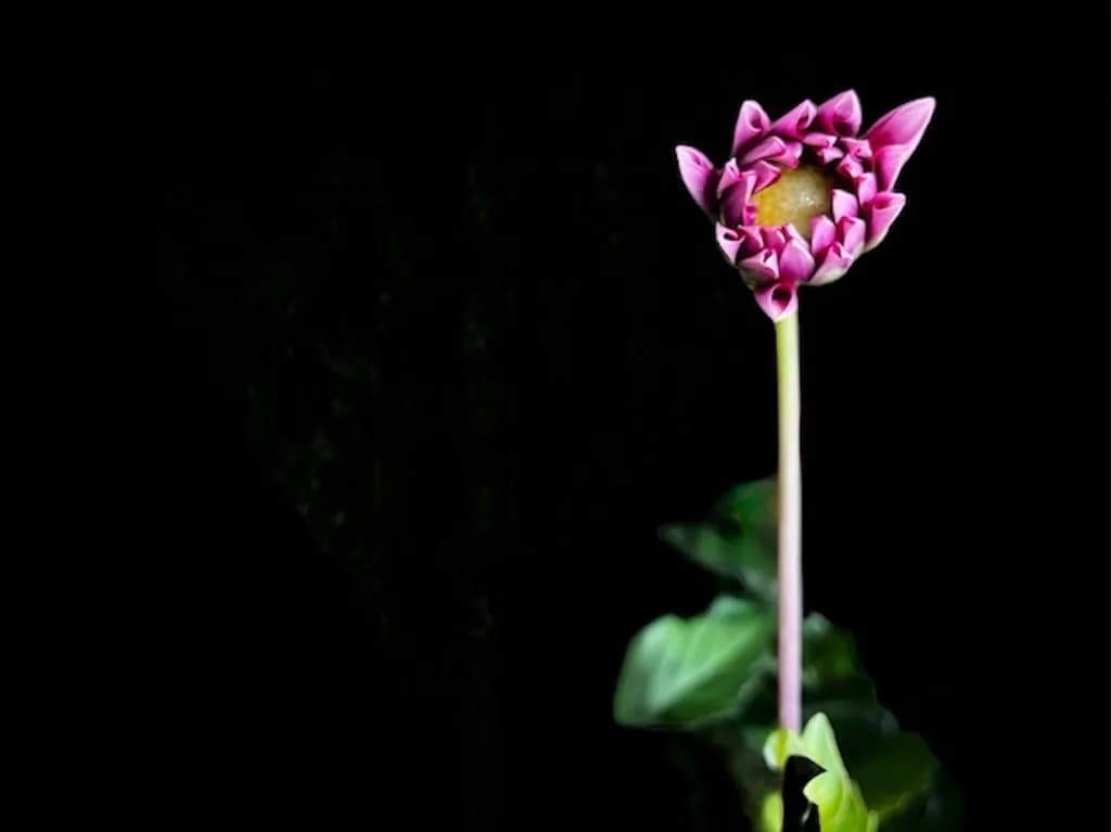 Lotus Elegance
