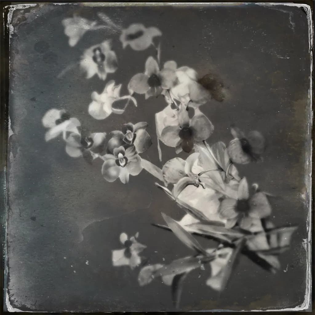 Monochrome Orchids