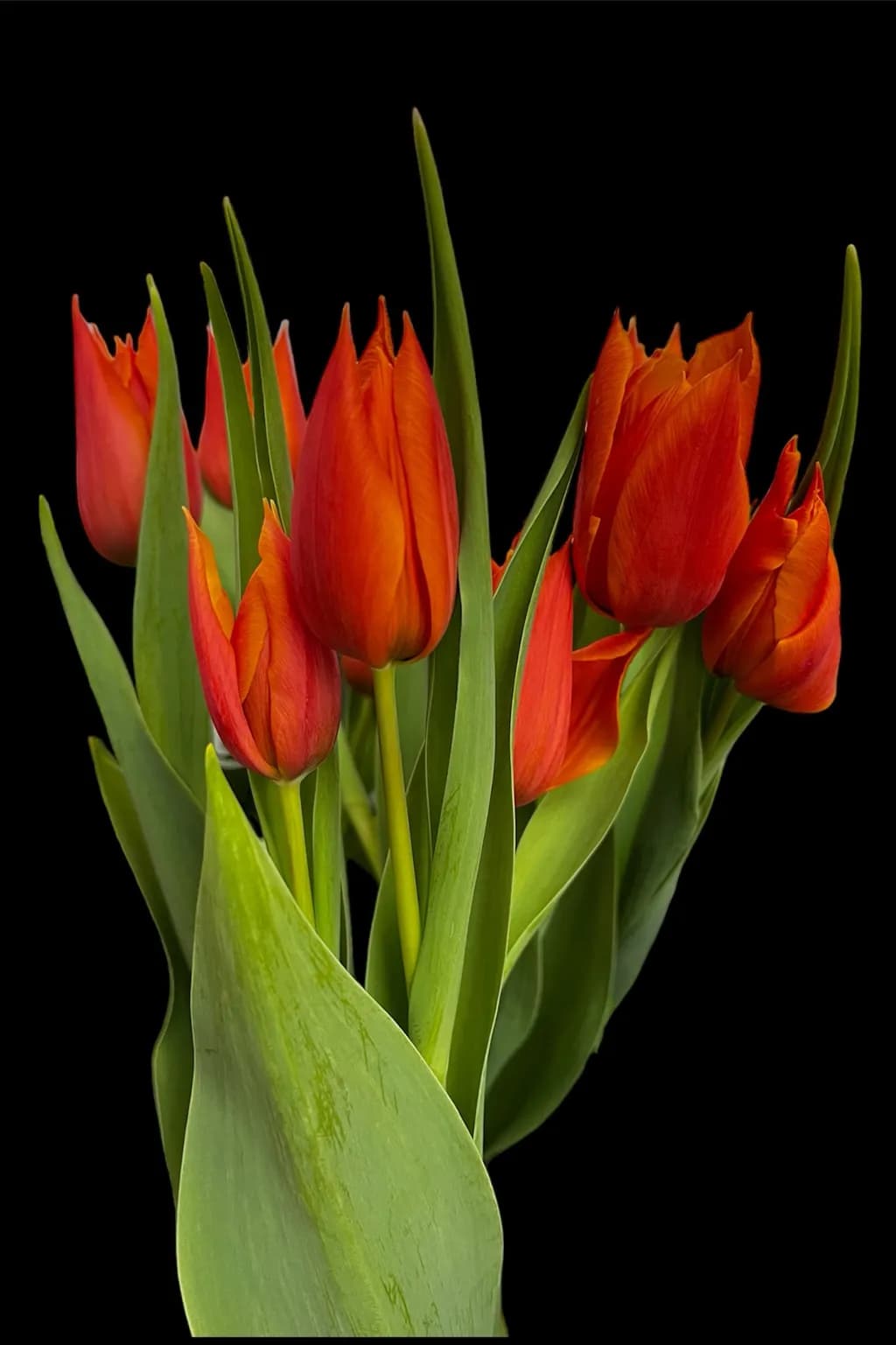 Crimson Tulips
