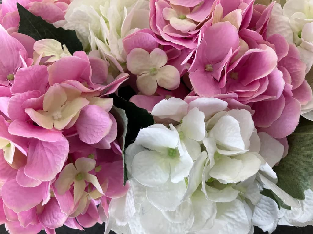 Hydrangea Harmony