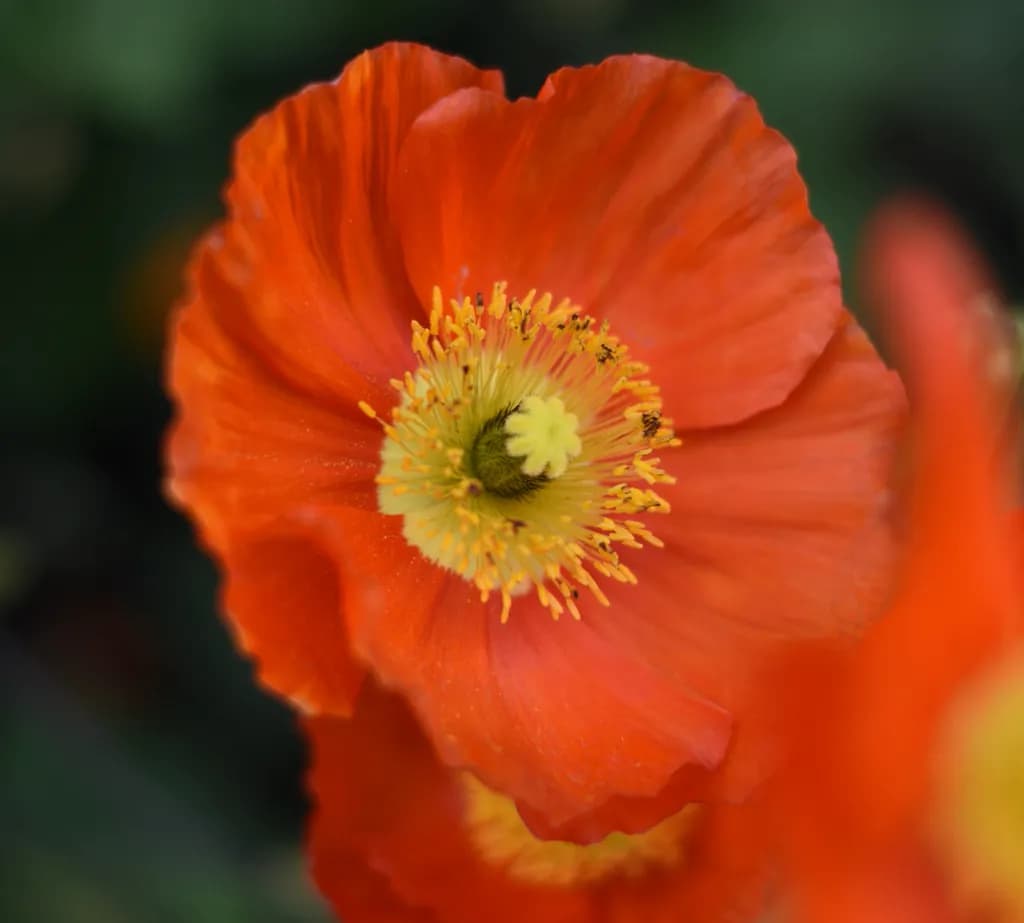 Heart of Flame