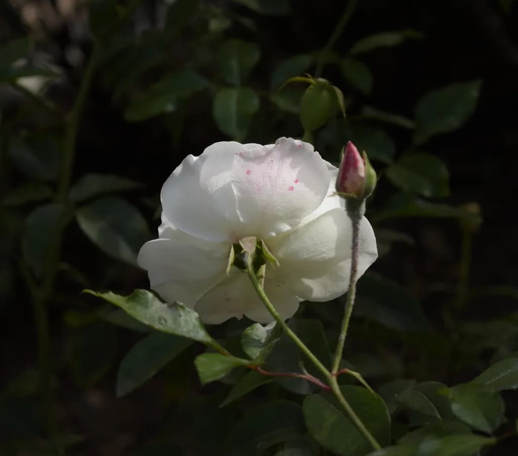 Silent Blossom