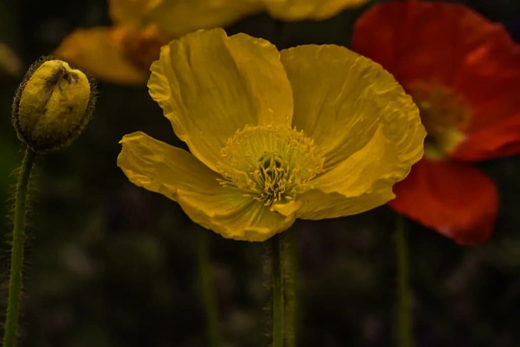 Golden Bloom
