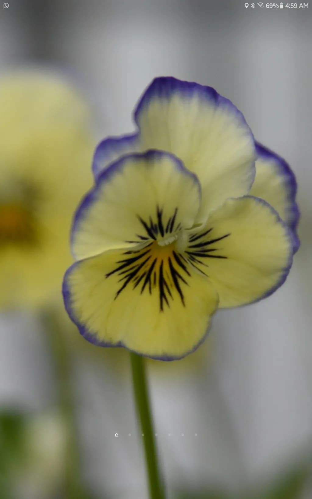 Veil of Violet