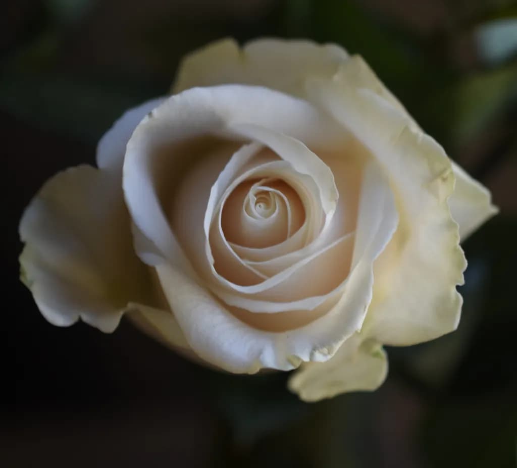 Quiet Bloom