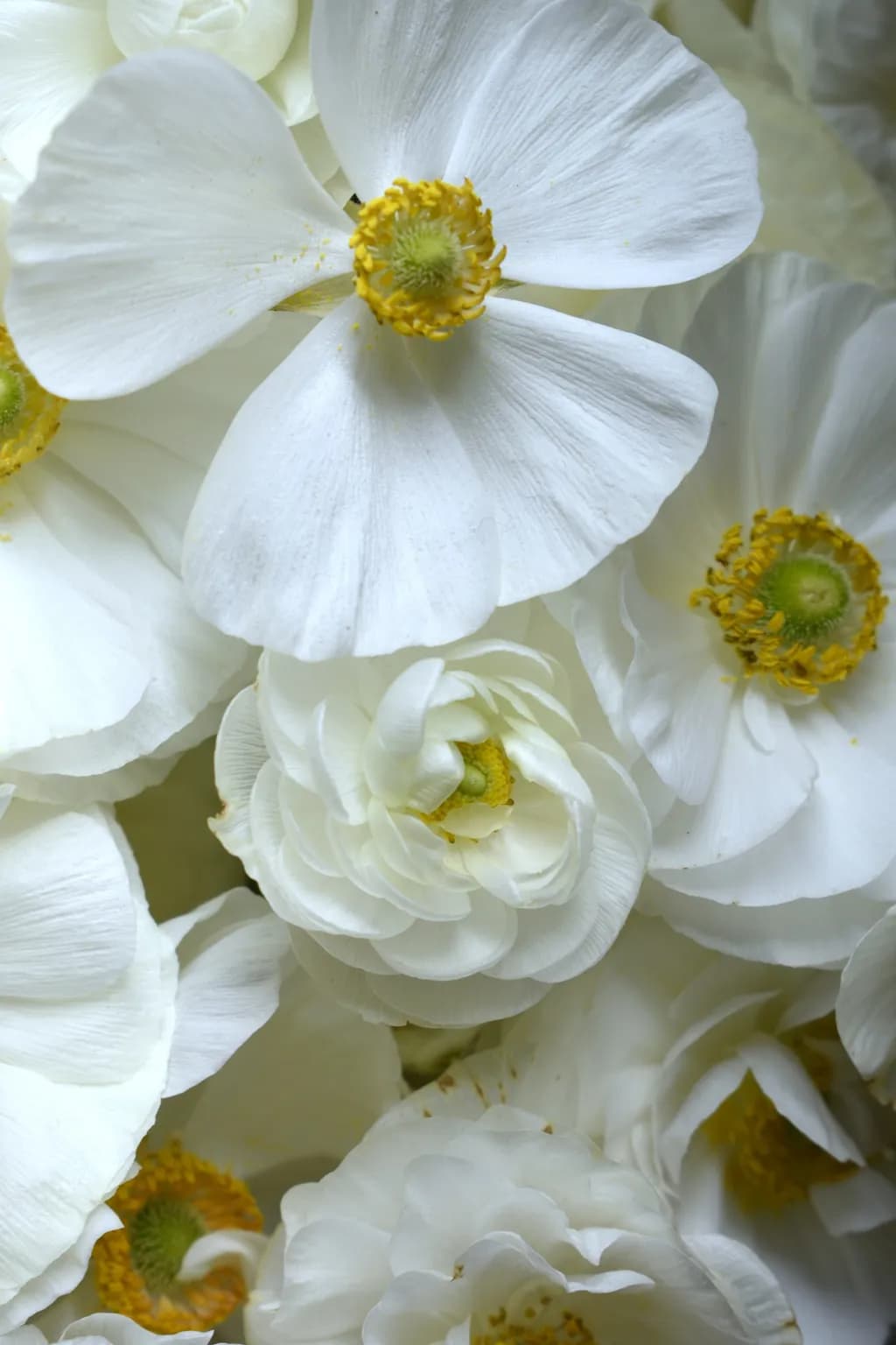 Quiet Petals