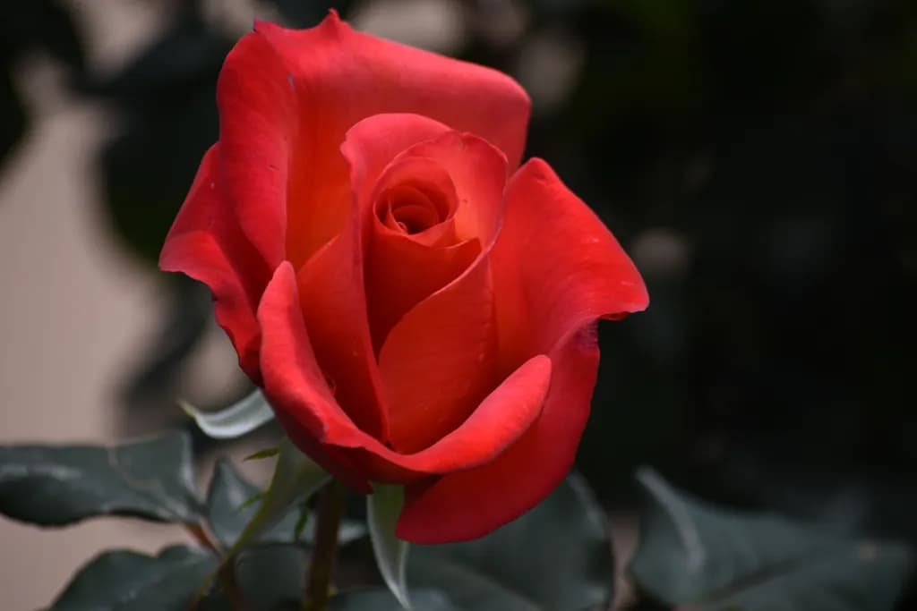 Crimson Reverie