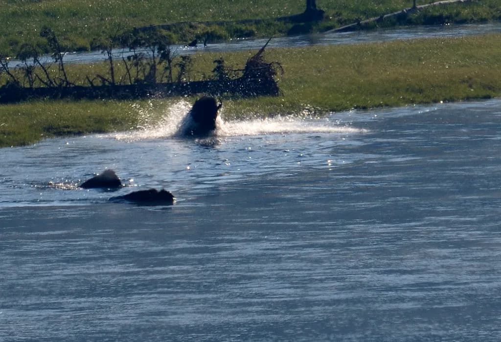 Bison Escape