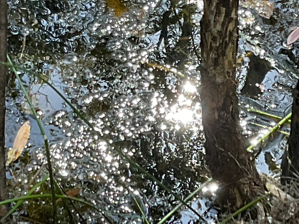 Whispers of Light: A Tranquil Reflection on Water's Surface