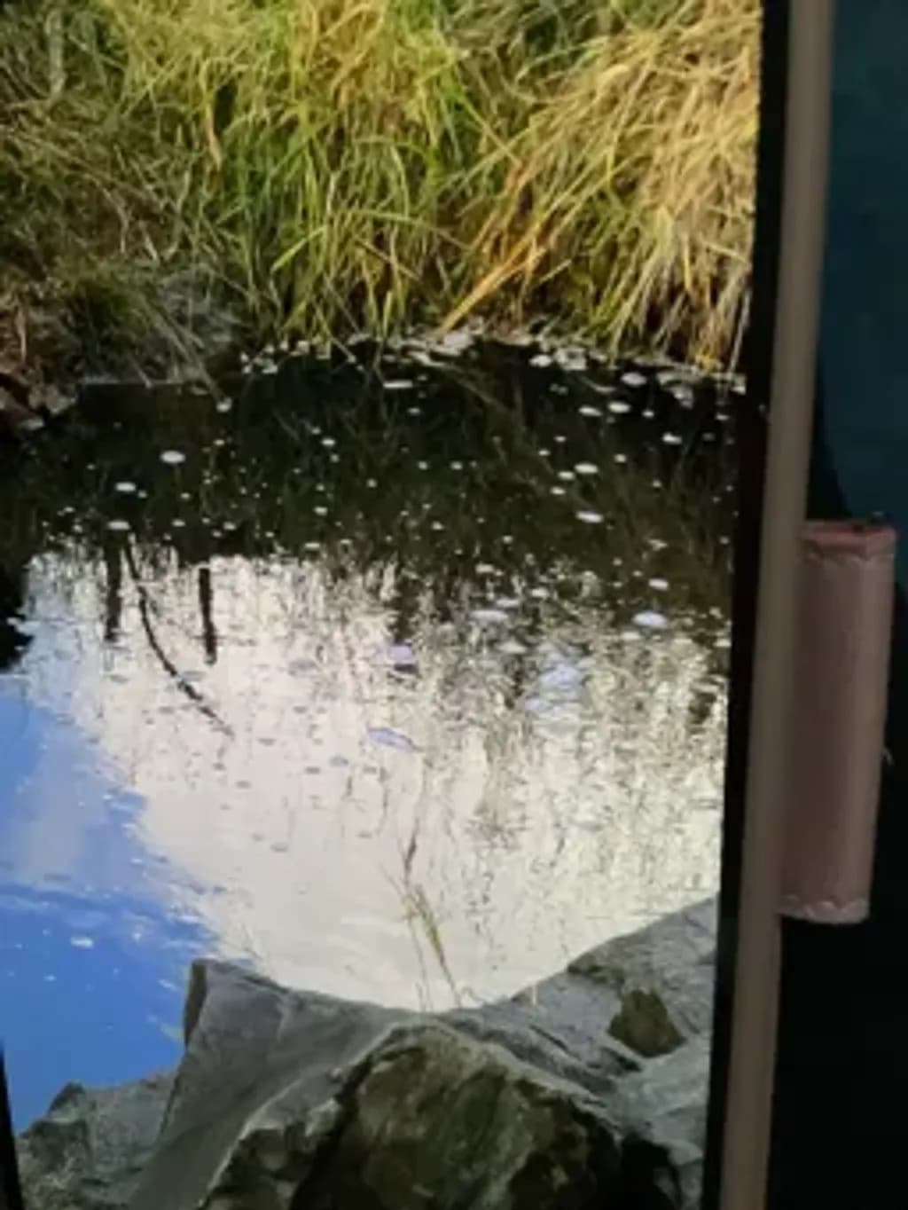Pond Reflection