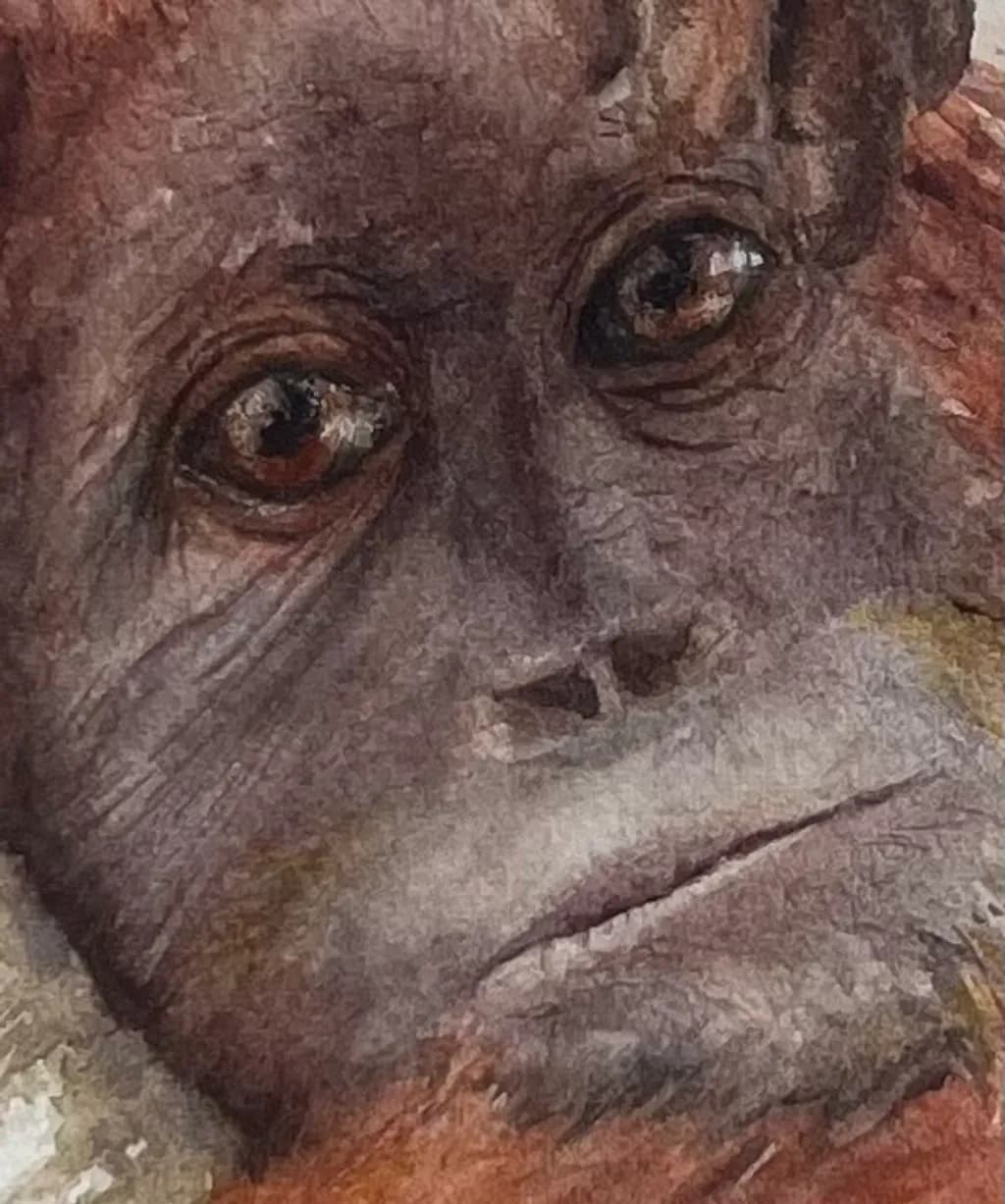 Orangutan Gaze