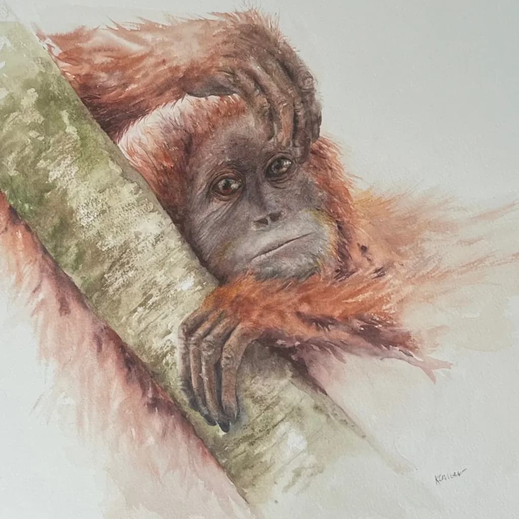 Orangutan Resting