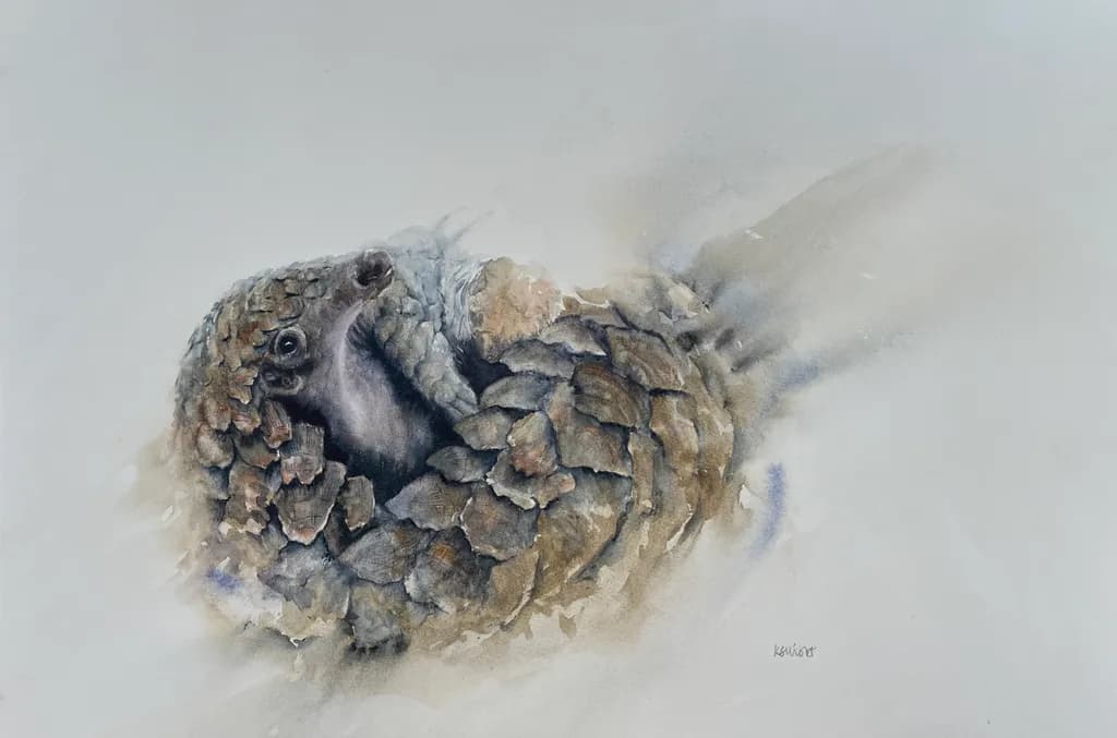 Curled Pangolin