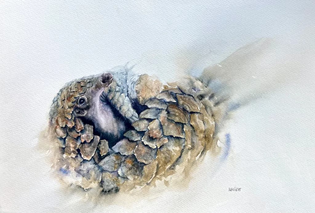 Curled Pangolin