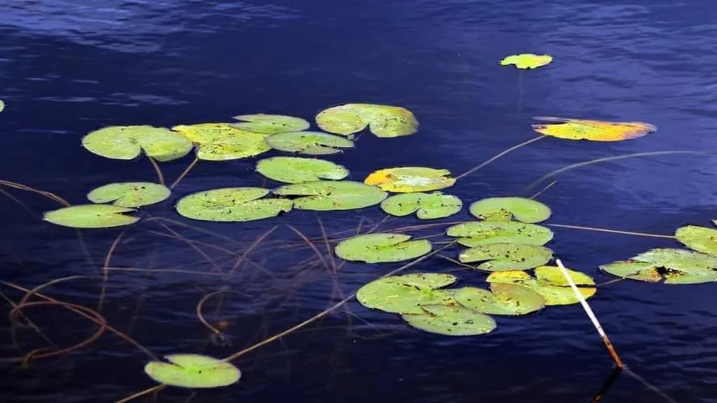Lily Pads on Water