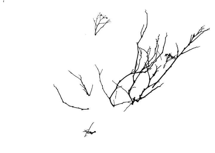 Branch Silhouettes