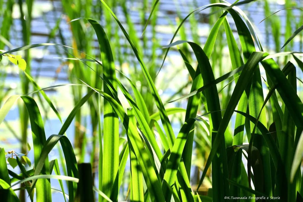 Sunlit Grass