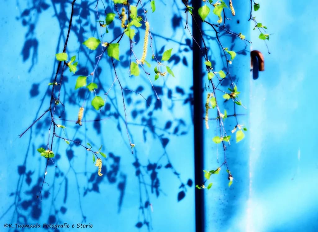 Blue Shadows
