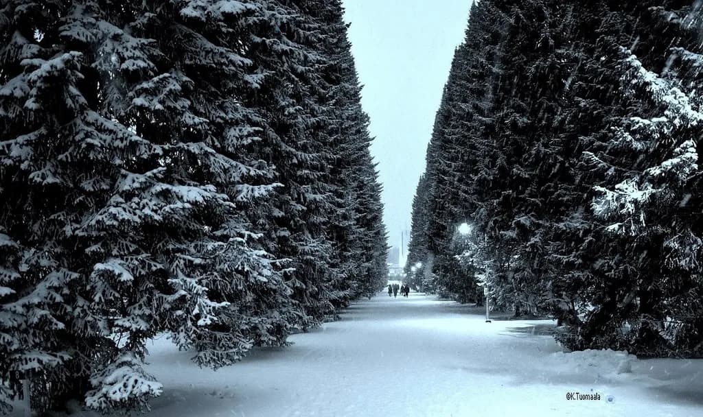 Snowy Pathway