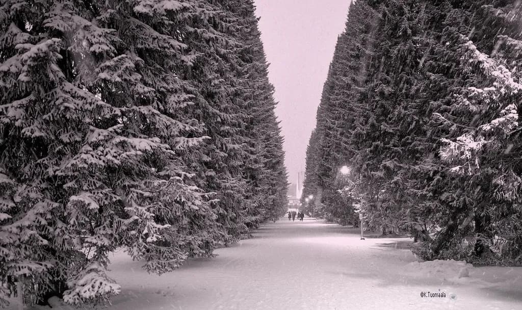Snowy Pathway
