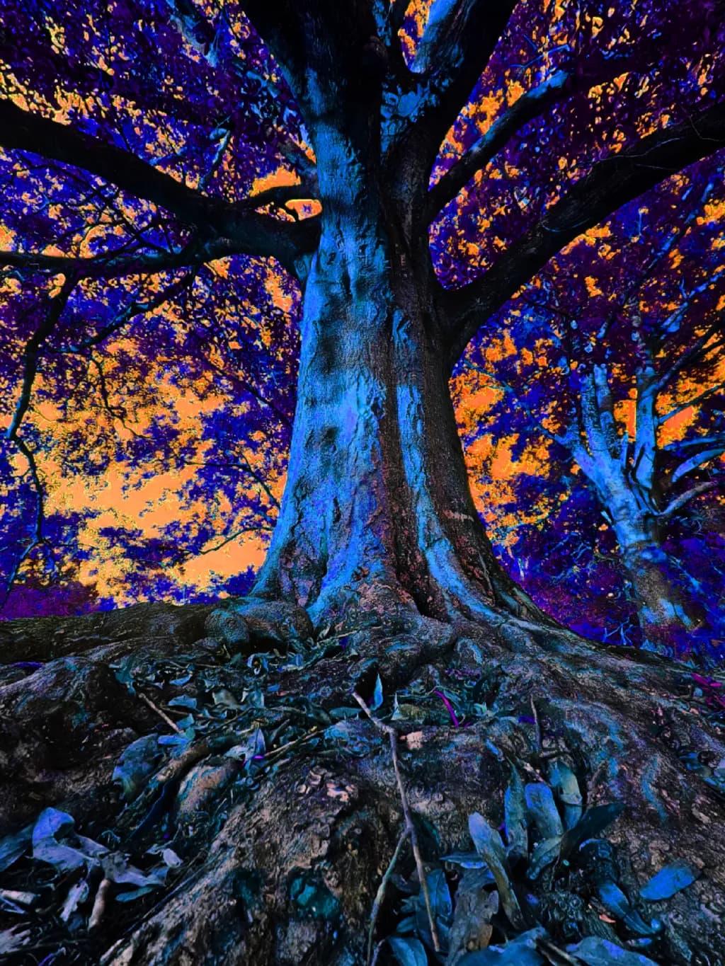 Neon Canopy