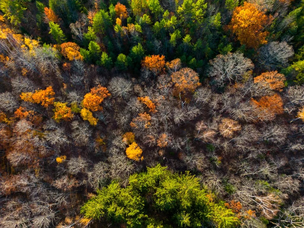 Autumn Tapestry