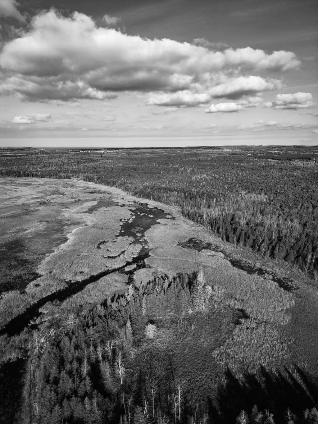 Aerial Wilderness
