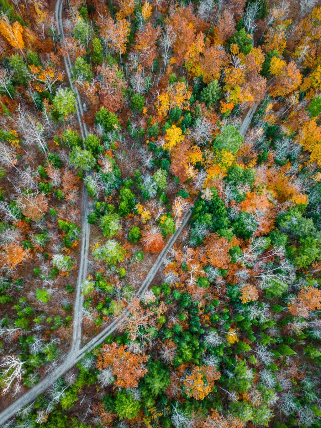 Autumn Pathways