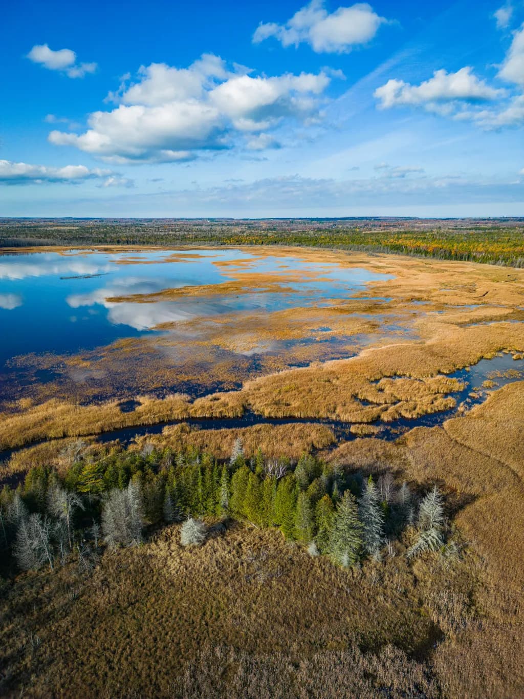 Tranquil Wetland Escape