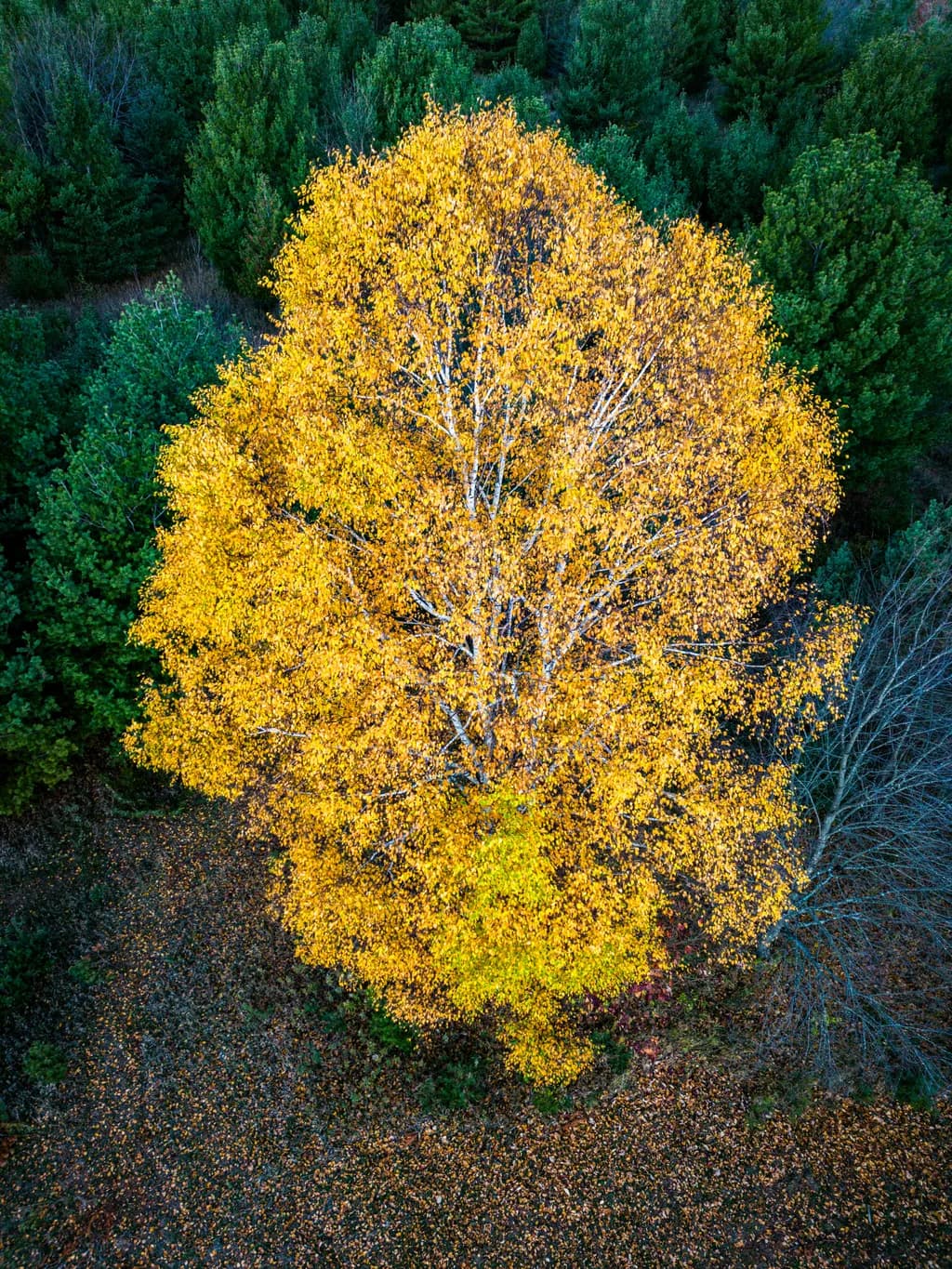 Golden Canopy