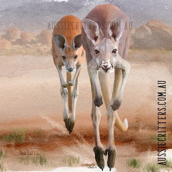 Kangaroo Duo: A Graceful Leap Through the Australian Outback