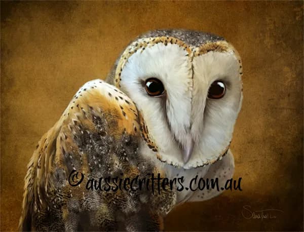 Whispers of the Night: A Captivating Barn Owl Portrait