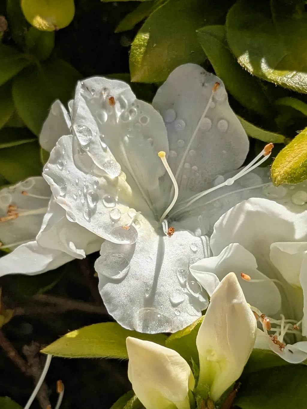 Whispers of Dew: A Serene White Blossom Embraced by Nature's Touch