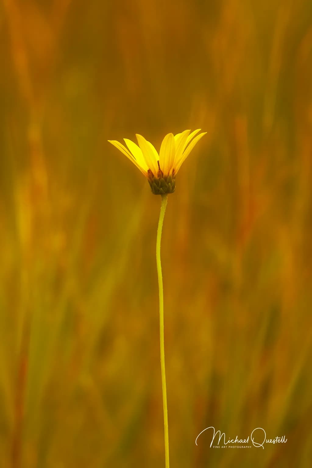 Solitary Elegance