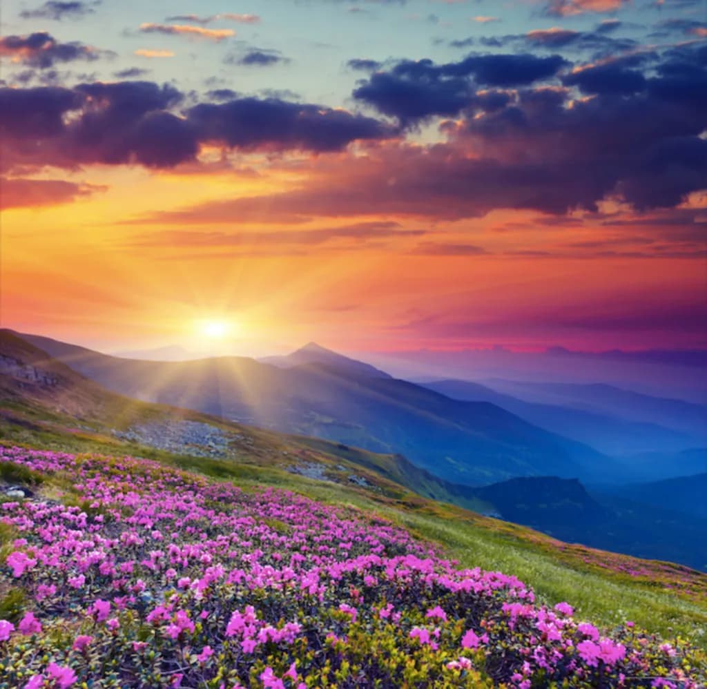 Lavender Fields Forever