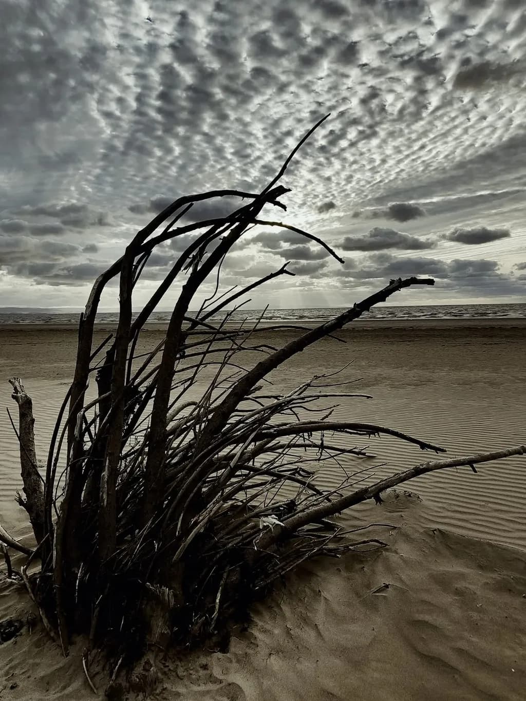 Whispers of the Shore: A Dance of Driftwood and Clouds