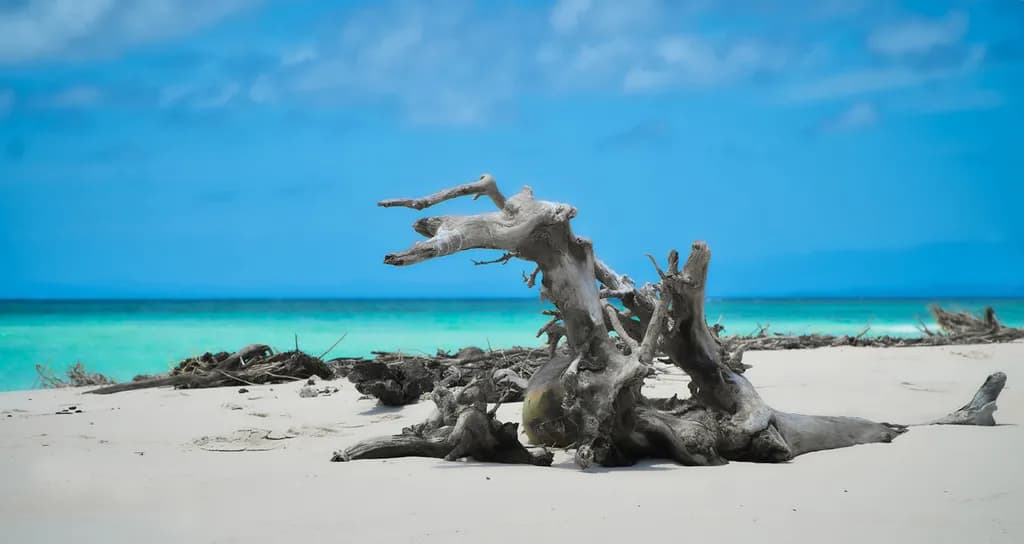 Driftwood Horizon