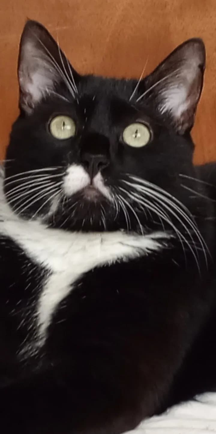 Curious Gaze: The Enigmatic Charm of a Black Cat with Whiskers