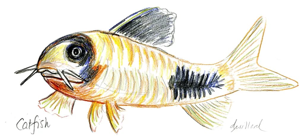 Whimsical Catfish: A Colorful Exploration of Aquatic Life