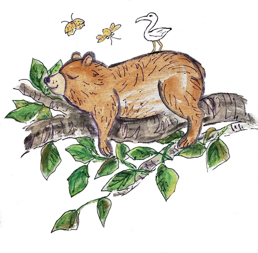 Bear Napping
