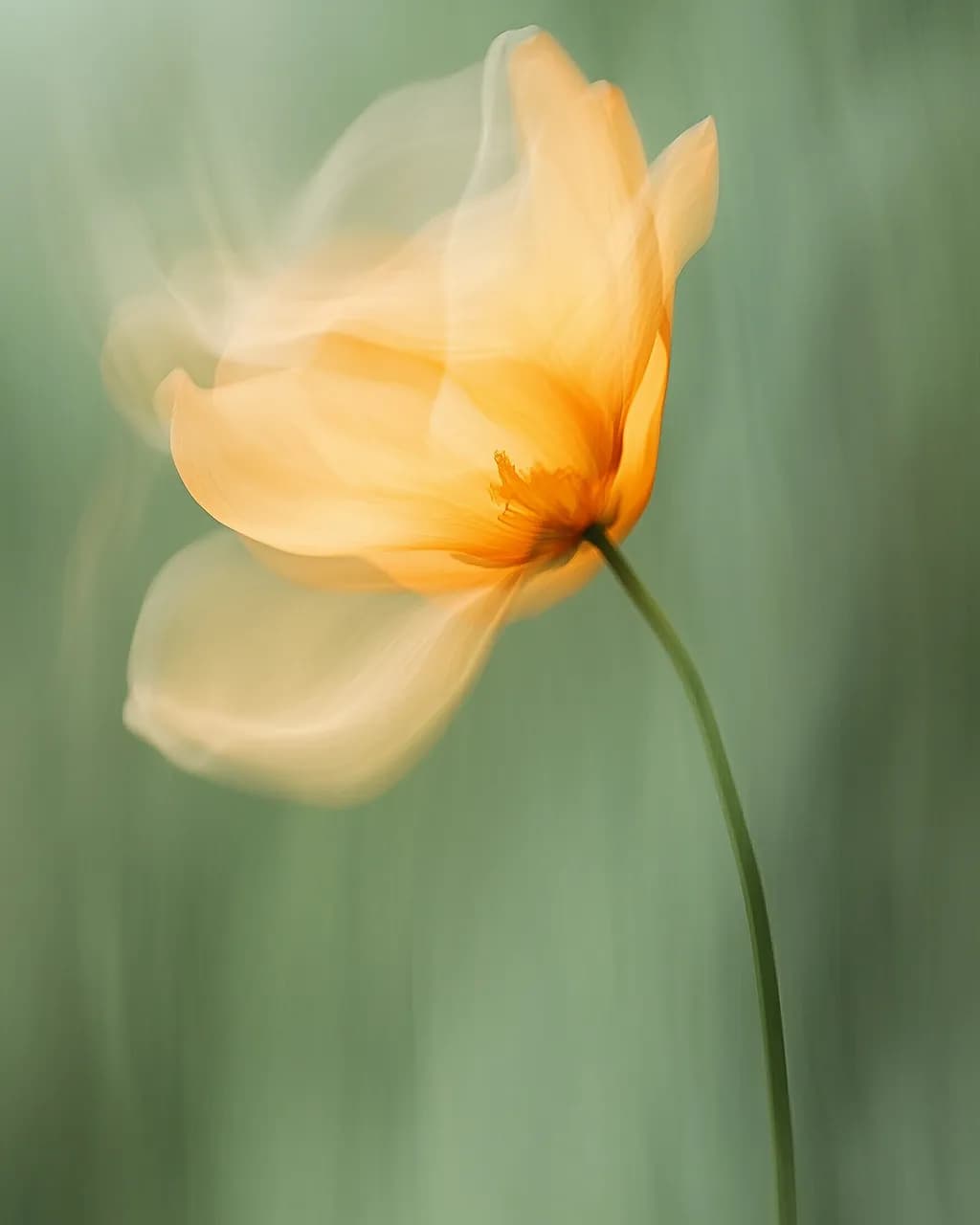 Whispers of Spring: A Delicate Yellow Flower in Motion