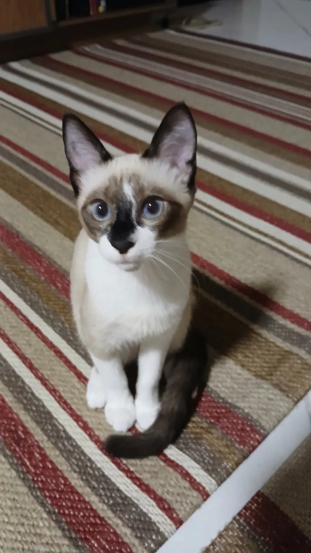 Whiskered Wonder: A Playful Portrait of a Charming Cat on Striped Carpet