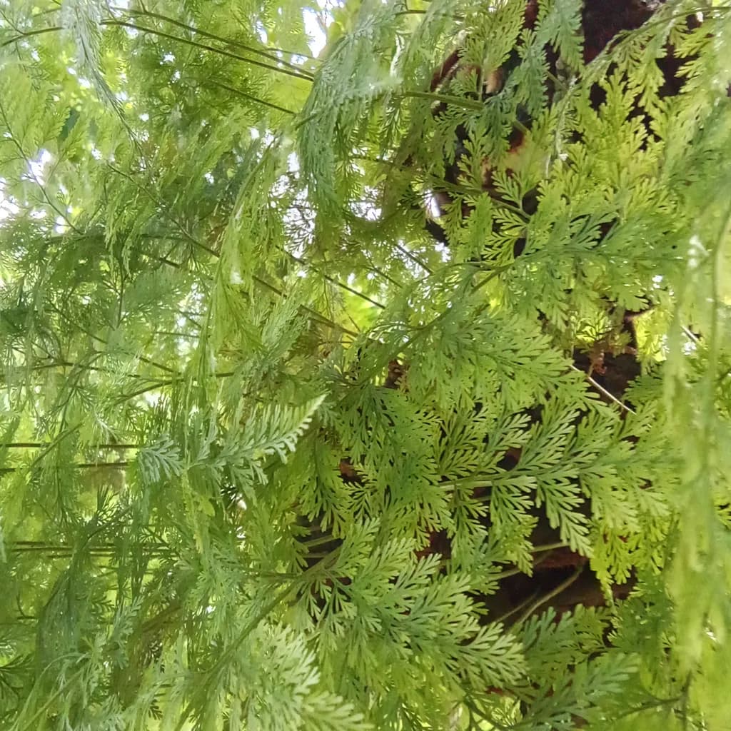 Whispers of Green: A Lush Tapestry of Ferns in Nature's Embrace