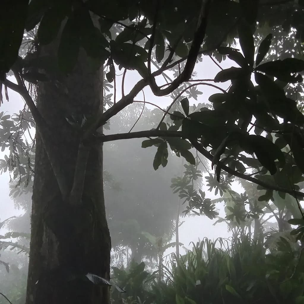 Whispers of the Misty Forest: A Mystical Journey Through Nature's Embrace